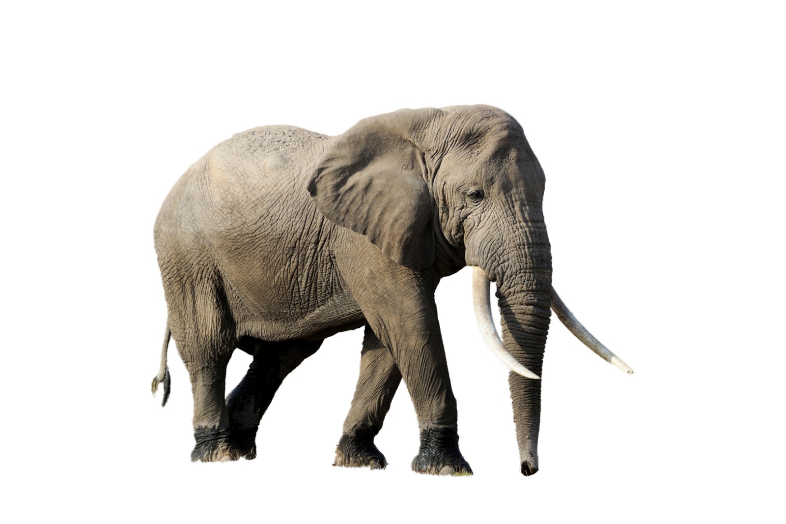 O elefante que ouve com os pés e morre pelos dentes