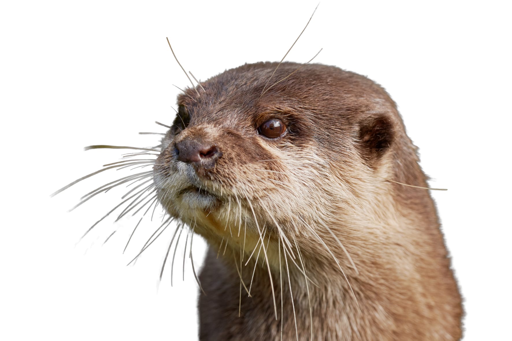 A lontra que quase desapareceu de Portugal